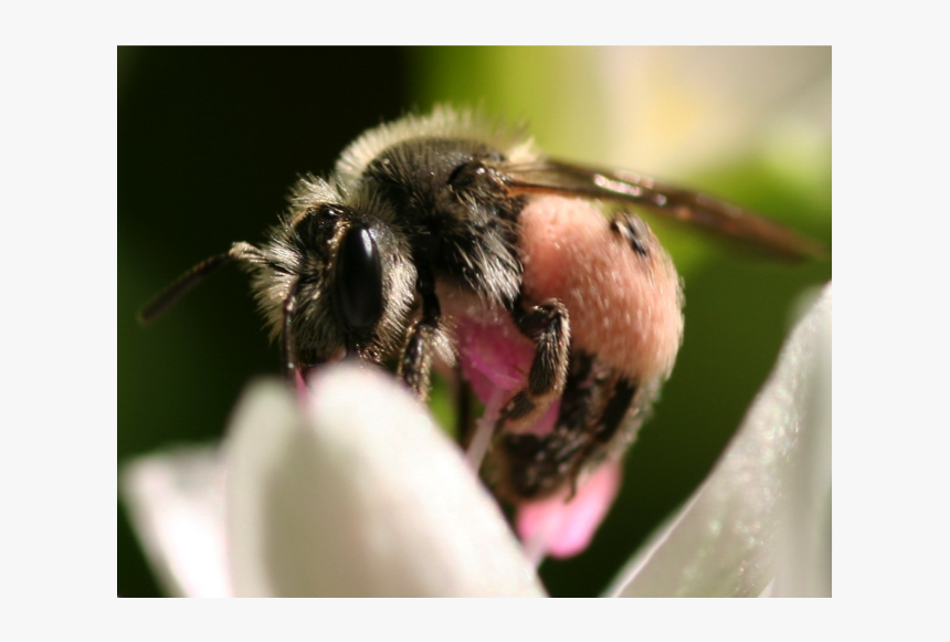 Spring Beauty Bee With Pollen, HD Png Download, Free Download