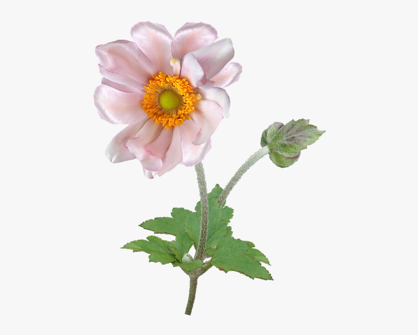 Flower, Anemone, Stem, Pollen, Garden, Nature - Japanese Anemone, HD Png Download, Free Download