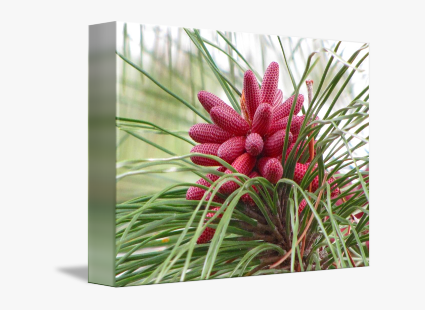 Slash Pine Png - Georgia Pine, Transparent Png, Free Download