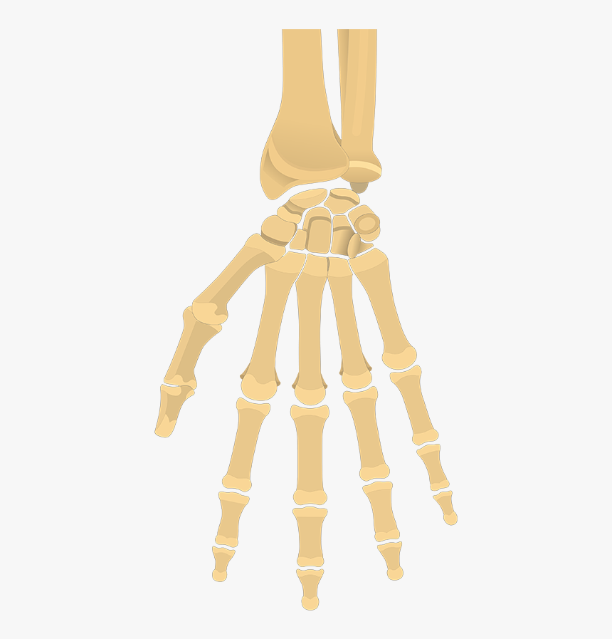Clip Art And Wrist Quiz Anterior - Hand And Wrist Bones Unlabeled, HD Png Download, Free Download