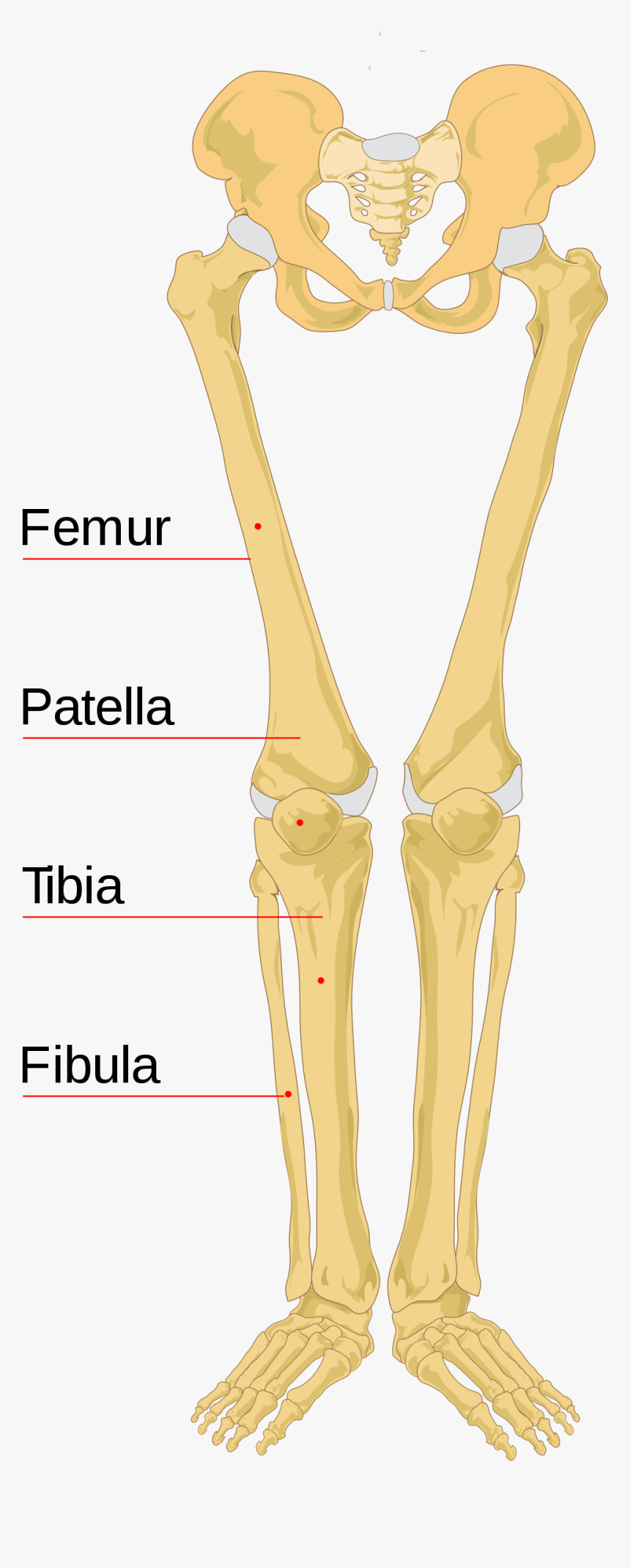 Clip Art Leg Bone Wikipedia - Human Skeleton, HD Png Download, Free Download