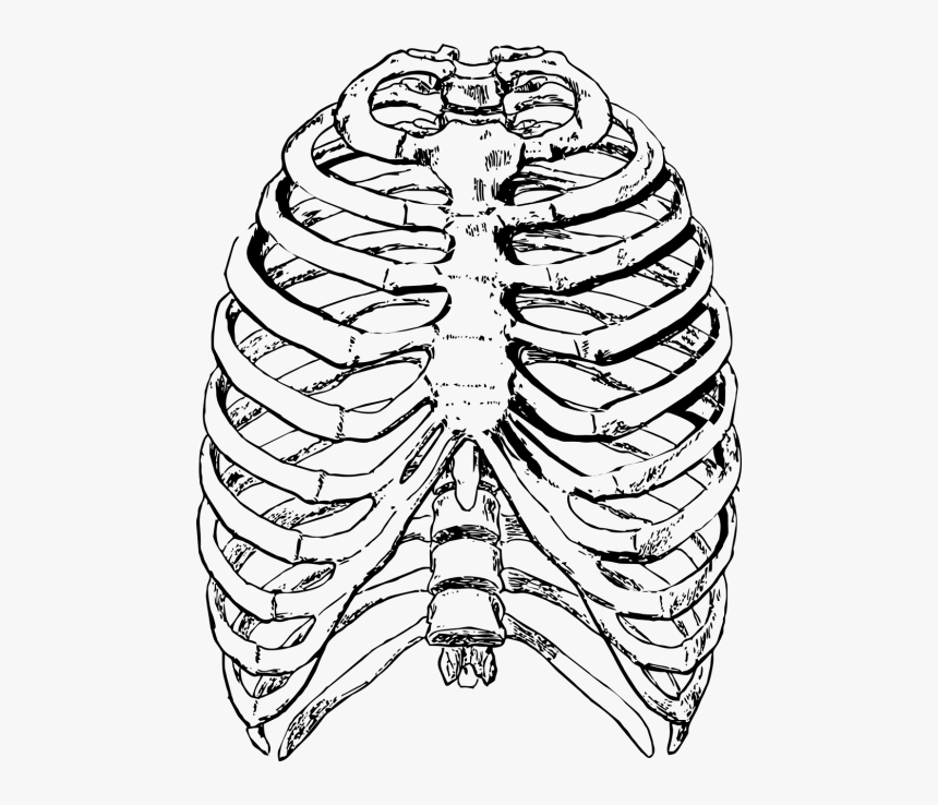 Human Bones Drawing - Rib Cage Drawing, HD Png Download, Free Download