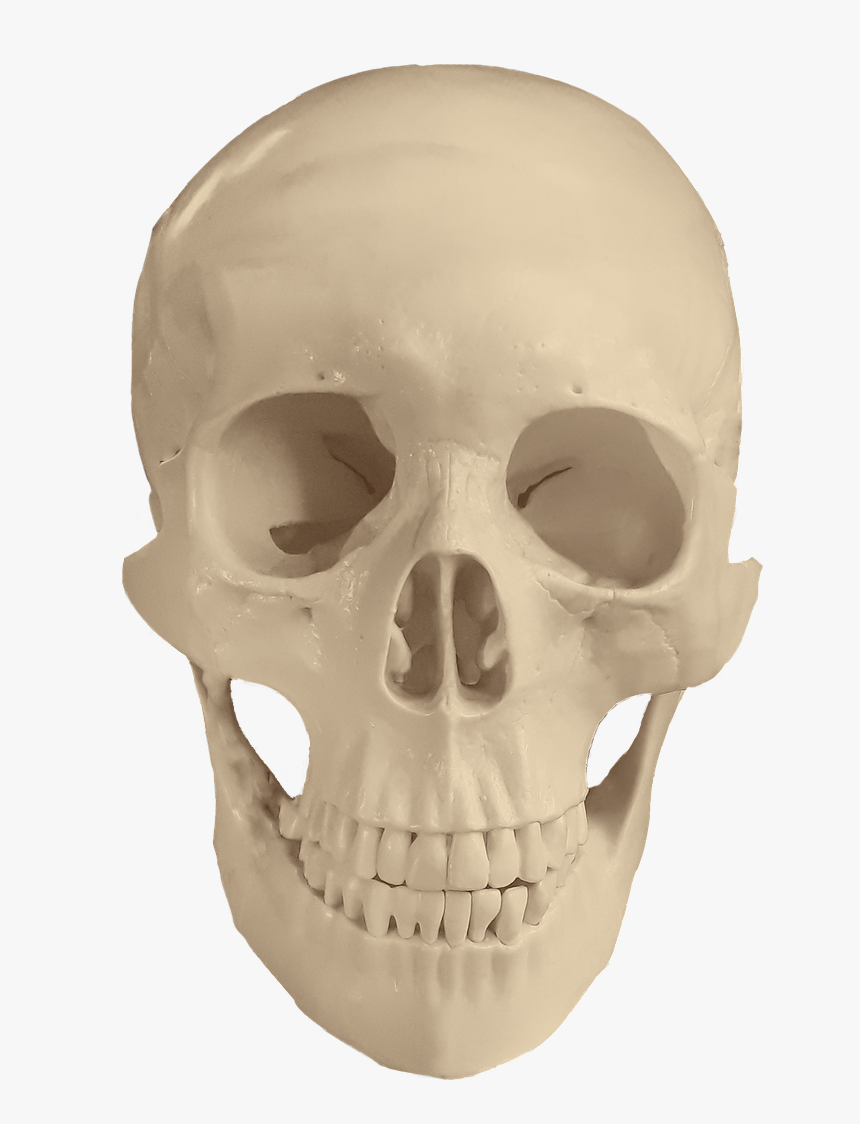 Skull Anatomy Bones Free Photo - Anatomy Skull, HD Png Download, Free Download