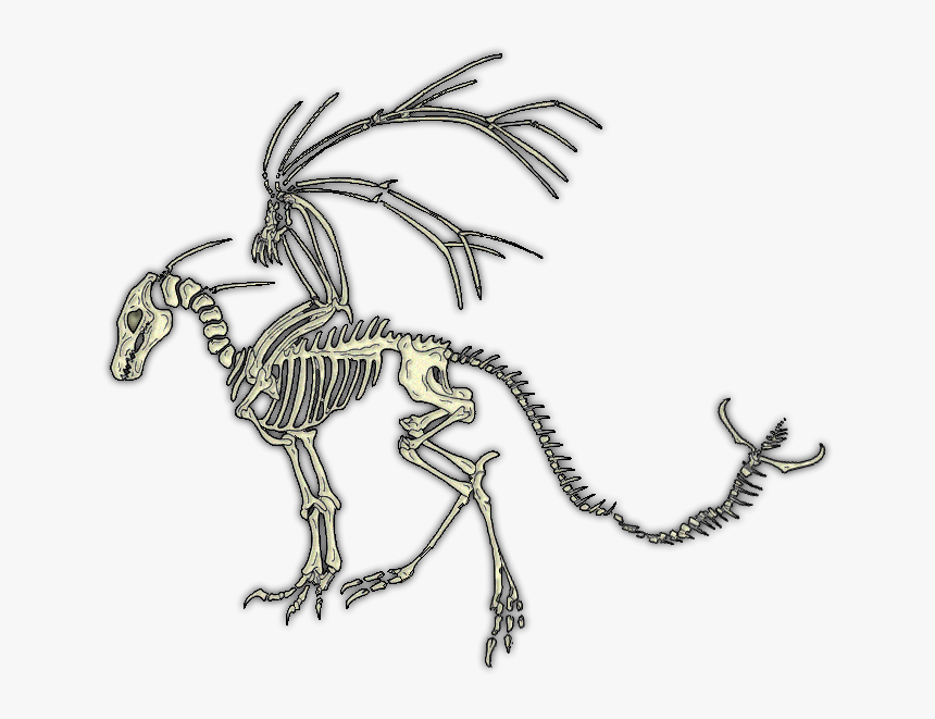 Dragon Skeleton No Background, HD Png Download, Free Download