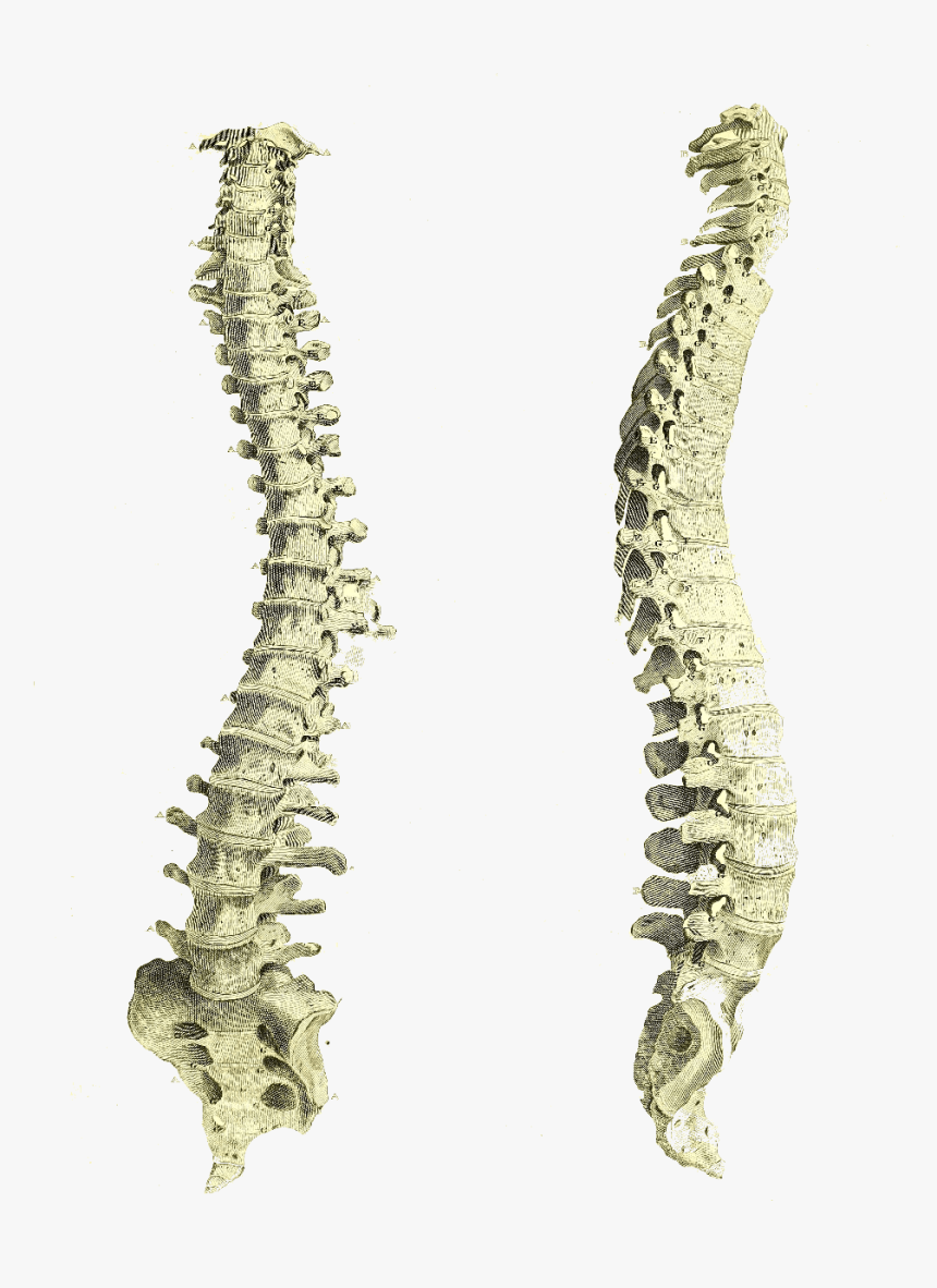 Vertebral Column Artistic, HD Png Download, Free Download