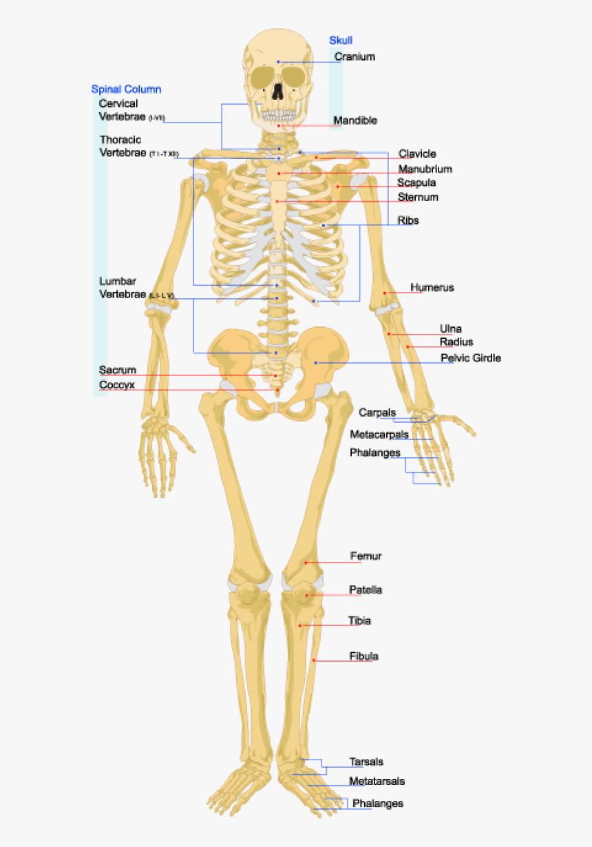 Skeletal System, HD Png Download, Free Download