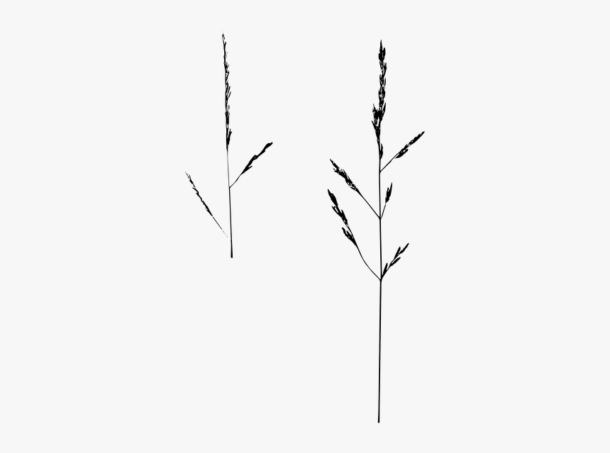 Game Grass, Isolated, Nature, Grass Ear, Blade Of Grass - Twig, HD Png Download, Free Download