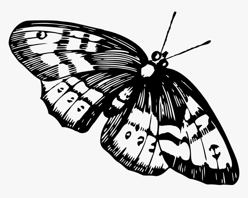 Butterfly Imege Black And White, HD Png Download, Free Download