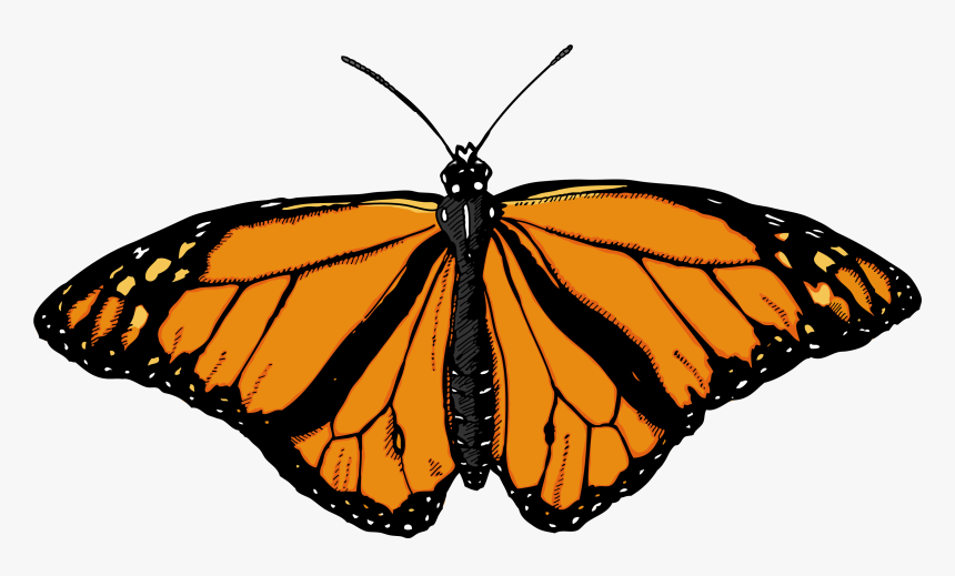 Butterfly Png Image Png Image - Monarch Butterfly White Background, Transparent Png, Free Download