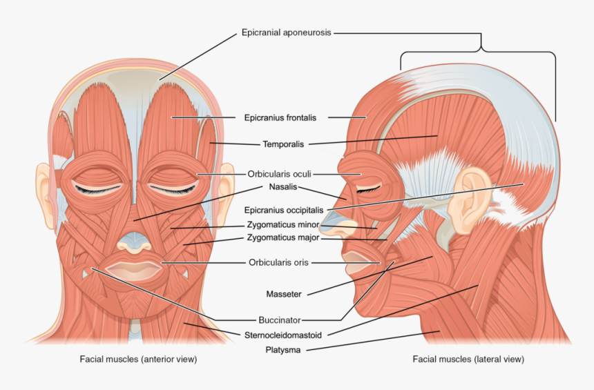 Muscles Of The Face, HD Png Download, Free Download