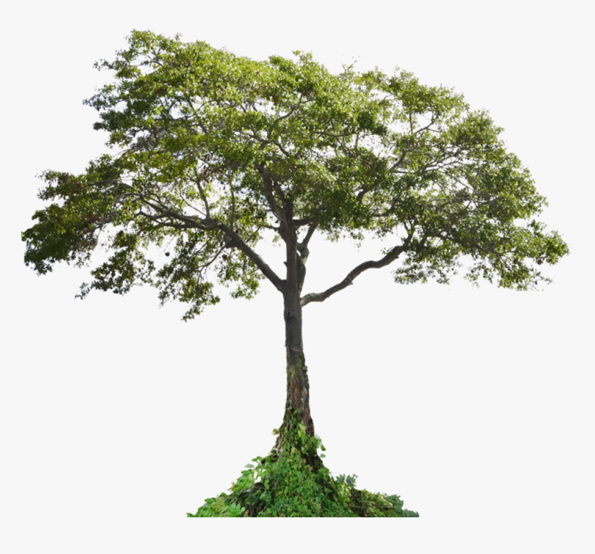 Cutout Tree - Tropical Tree Cut Out, HD Png Download, Free Download