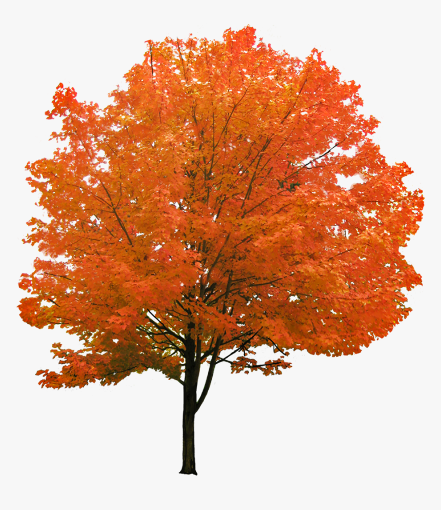 Red Maple Tree Png, Transparent Png, Free Download