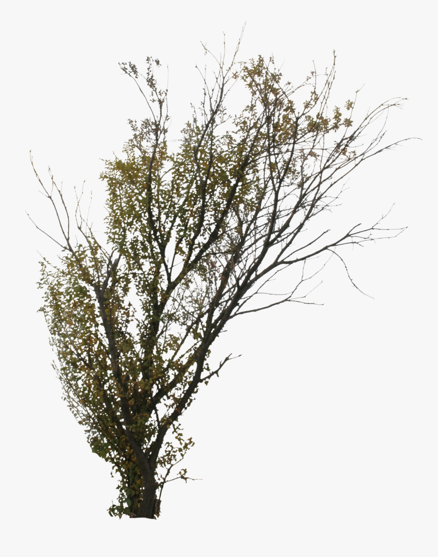 Tree, HD Png Download, Free Download