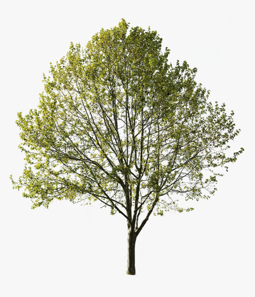 Platanus Occidentalis V - Oak, HD Png Download, Free Download