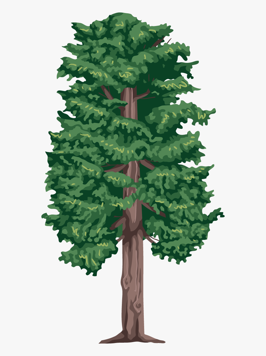 Cutout Drawing Tree - 5 Different Kinds Of Tree, HD Png Download, Free Download