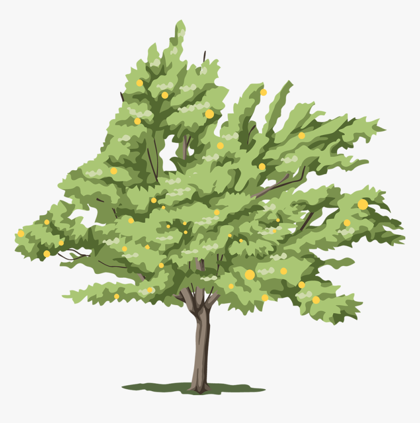 Cutout Drawing Tree - All Types Of Tree, HD Png Download, Free Download