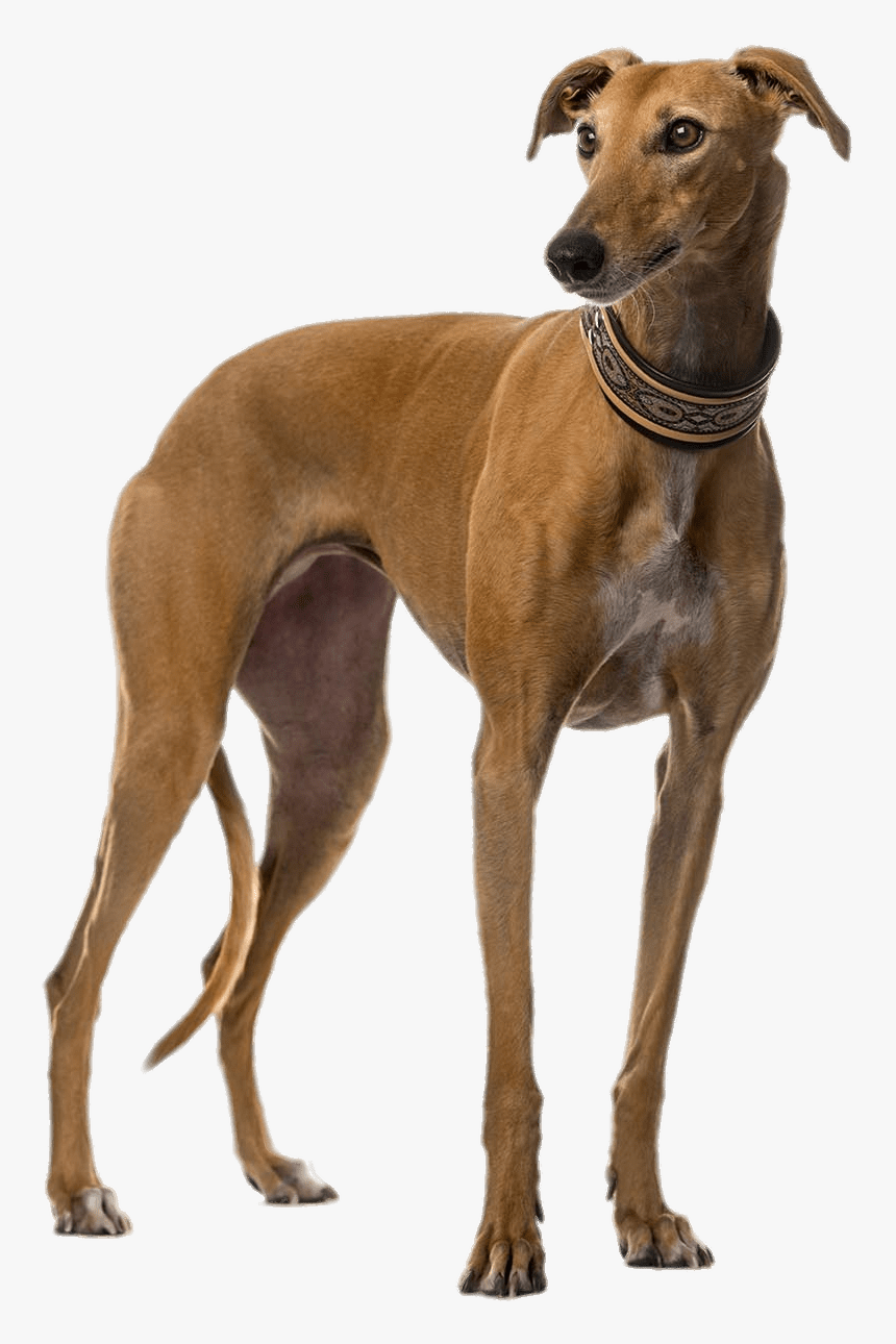 Brown Greyhound Transparent Png - Galgo Hd, Png Download, Free Download