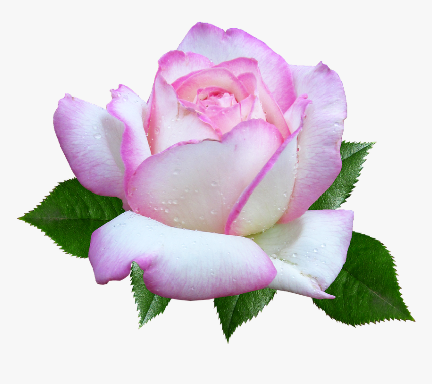 Rose, Flower, Garden, Cut Out - Hybrid Tea Rose, HD Png Download, Free Download