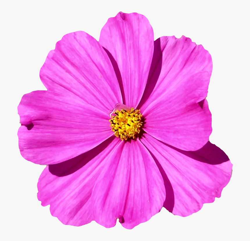 Plant,flower,garden Cosmos - Cosmos Flower Png, Transparent Png, Free Download