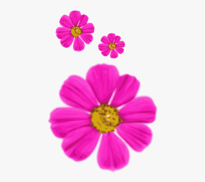 Pink,flower,garden Cosmos - ดอกไม้ สีชมพู เวก เตอร์, HD Png Download, Free Download
