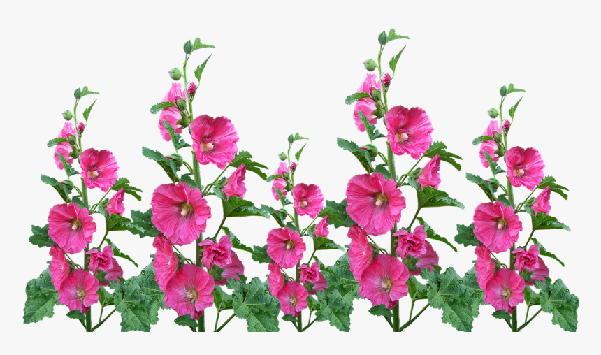 Hollyhocks Flowers Garden Free Photo - Hollyhock Flower Png, Transparent Png, Free Download