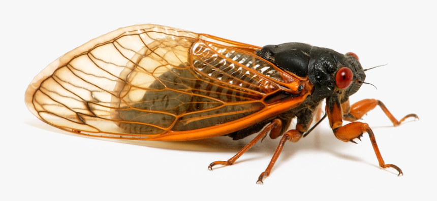 Insect Png Transparent Image - Cicada Png, Png Download, Free Download