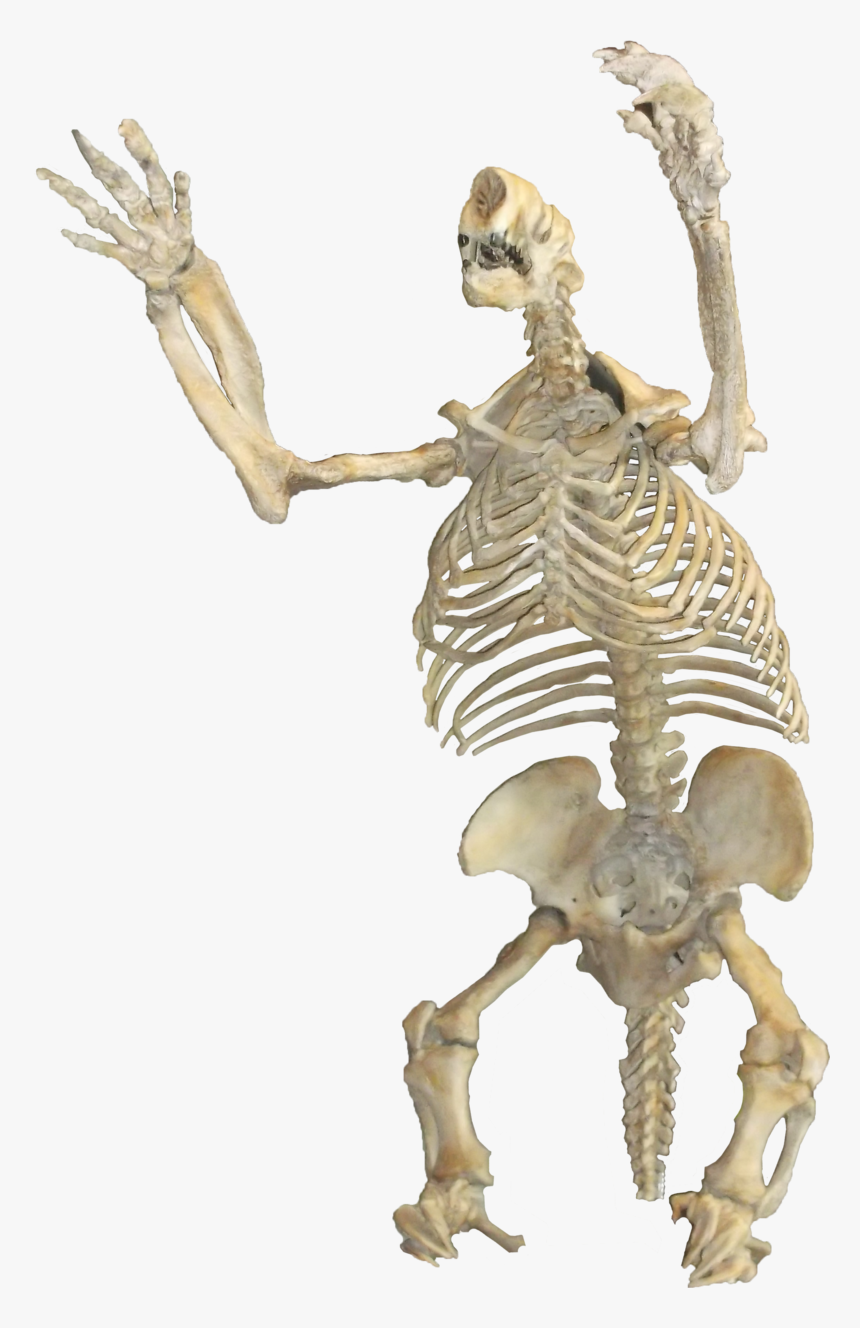 Fasgsdgsdf - Skeleton - Ground Sloths Skeleton Pelvis, HD Png Download, Free Download