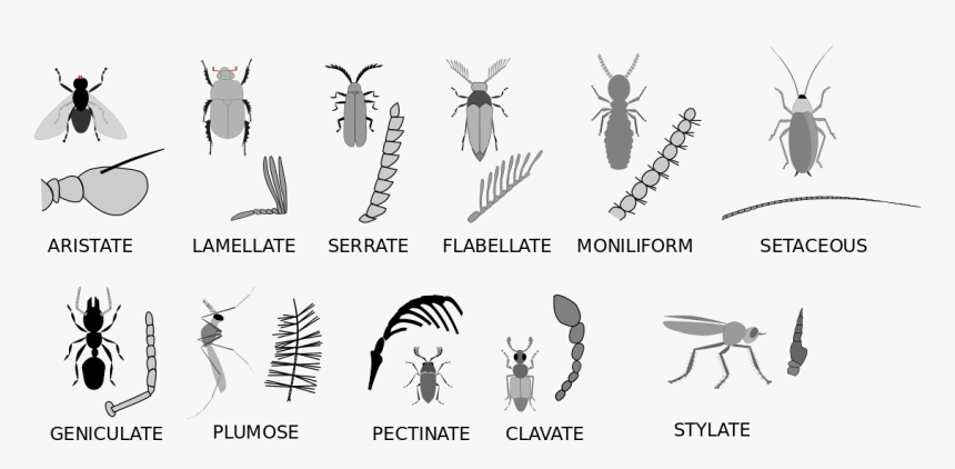 Animals That Have Antennae, HD Png Download, Free Download