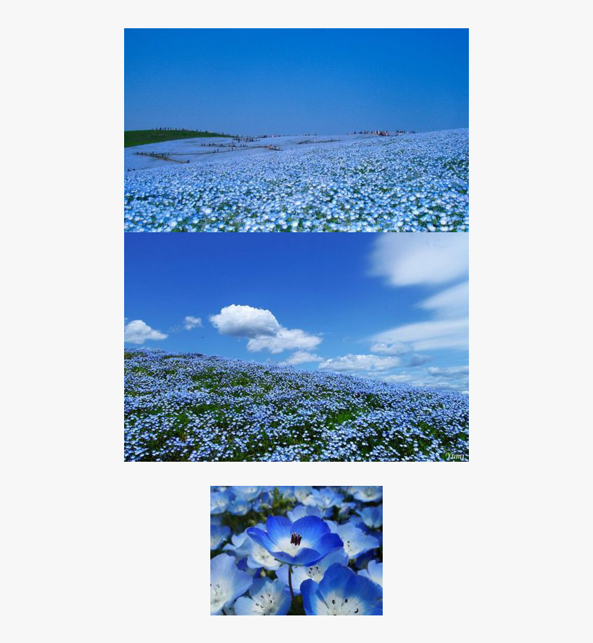 A Flower Field - Nemophila, HD Png Download, Free Download