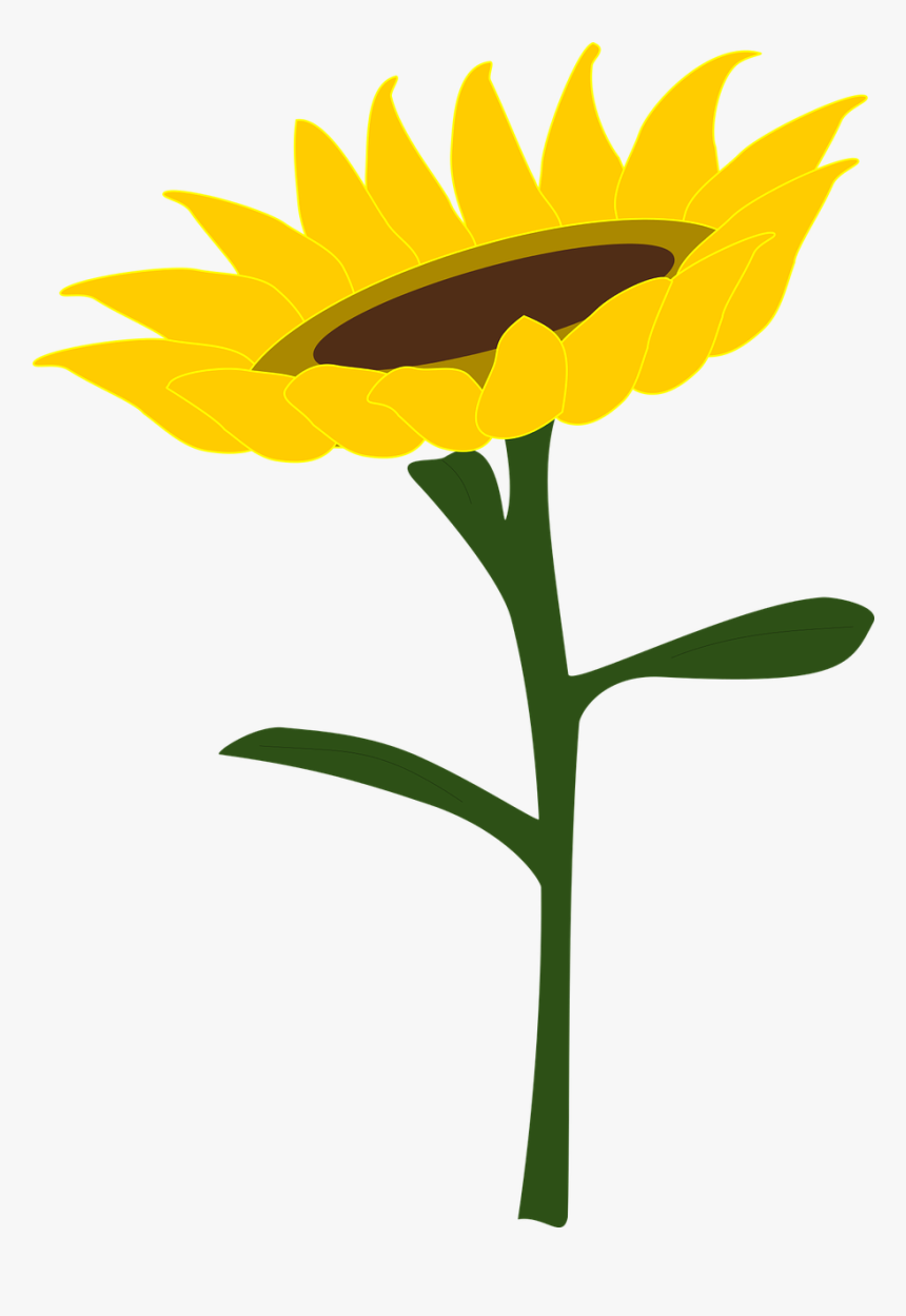 Sunflower Honey Sunflower Field Free Photo - Gambar Bunga Matahari Vektor, HD Png Download, Free Download