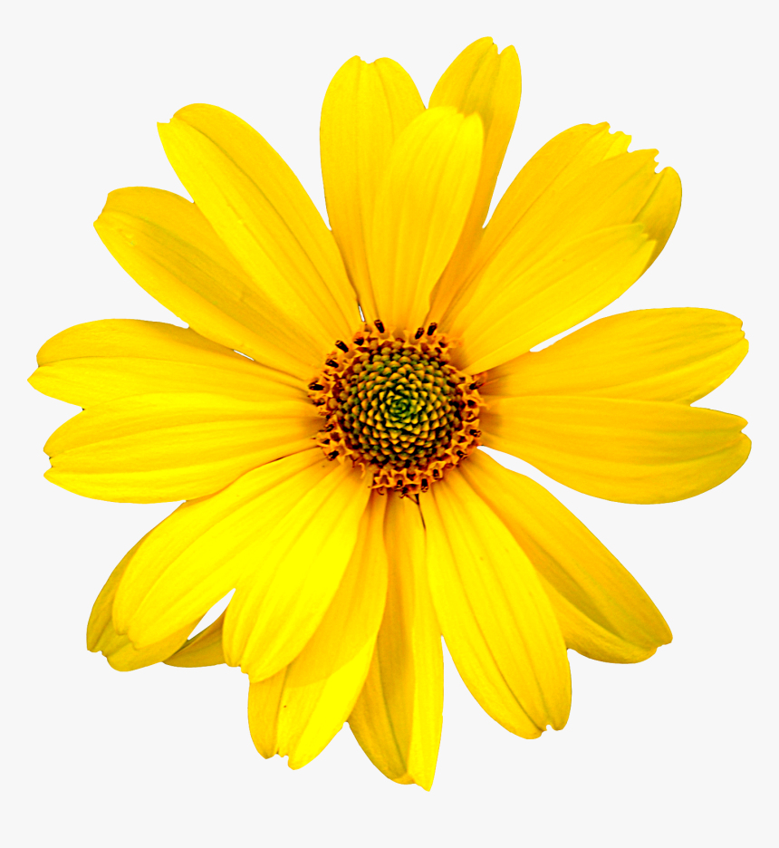 Realistic Sunflower Clip Art, HD Png Download, Free Download