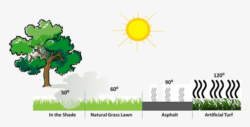 Transparent Beech Tree Clipart - Benefits And Importance Of Planting Trees, HD Png Download, Free Download