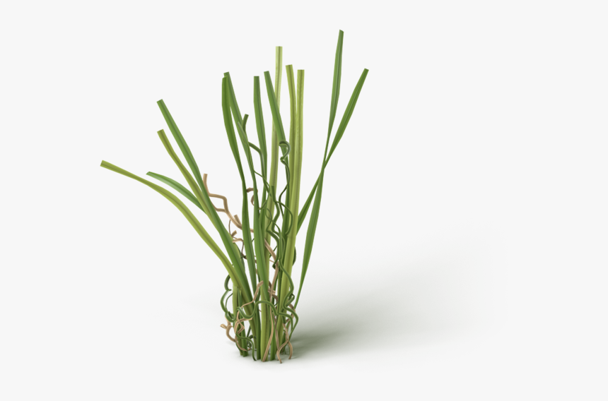 Grass, HD Png Download, Free Download