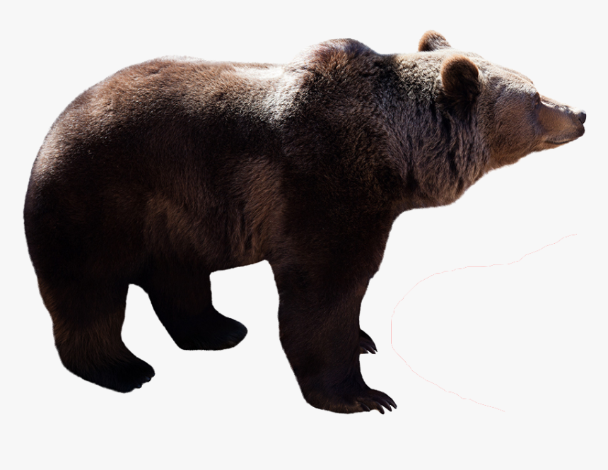 Profile View Of A Bear, HD Png Download, Free Download