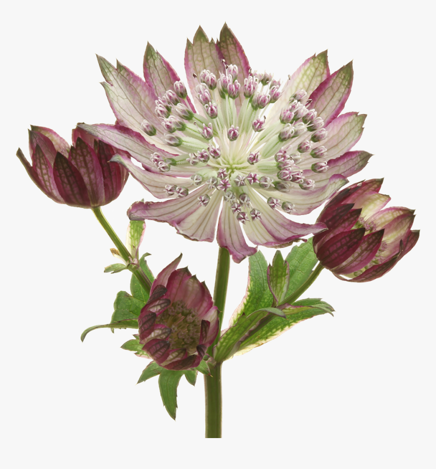 Great Masterwort, HD Png Download, Free Download