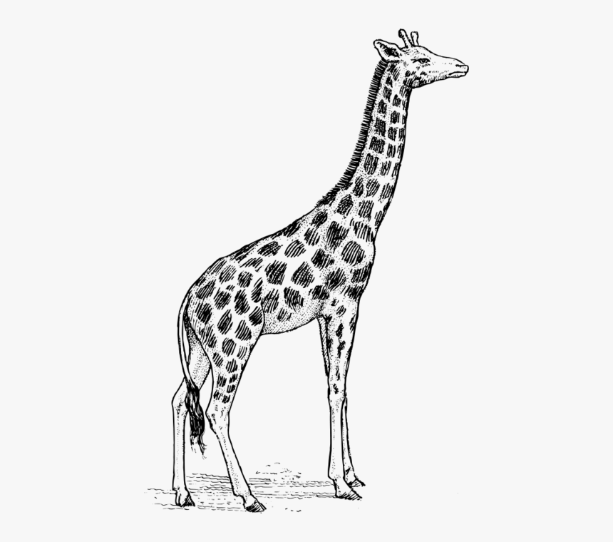 Vector Giraffe Clipart - Realistic Pencil Giraffe Drawing, HD Png Download, Free Download