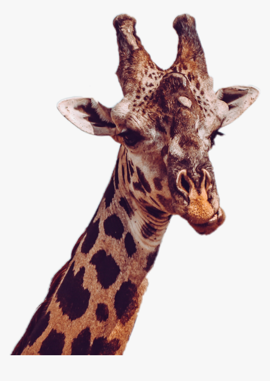 Clip Art Giraffes South Luangwa National - Giraffe Gif Funny, HD Png Download, Free Download