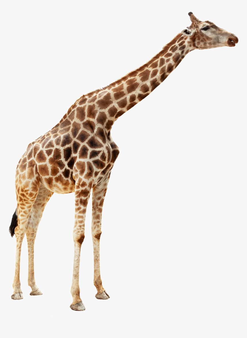 Giraffe Duck Mallard Stock Photography Zoo - Giraffe Png, Transparent Png, Free Download