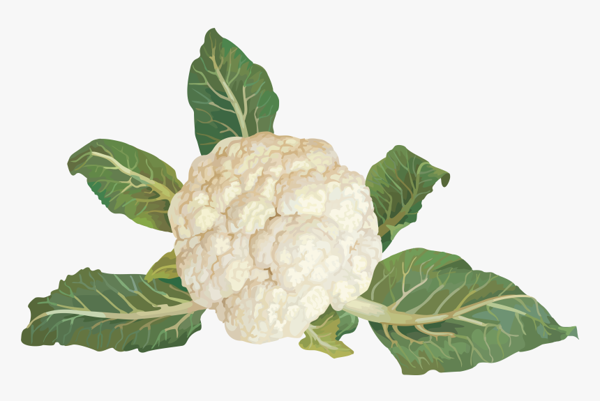 Cauliflower Png - Clip Art Vegetables, Transparent Png, Free Download