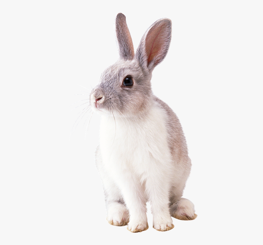 Rabbit, Animal, Nature, Fur, Ears, Pet - Rabbit Transparent Png, Png Download, Free Download