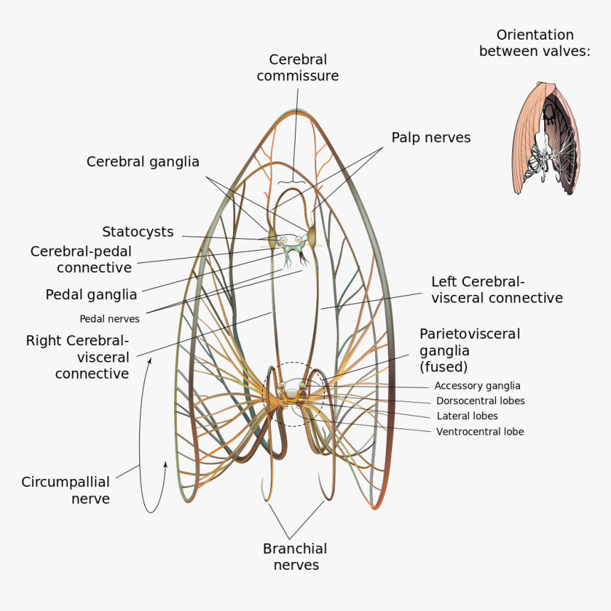 Nervous System Of Tilapia, HD Png Download, Free Download