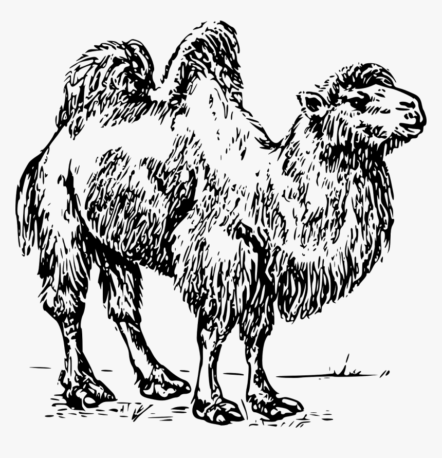 Bactrian Camel Clipart, HD Png Download, Free Download