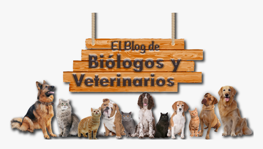 El Blog De Biólogos Y Veterinarios - Biologos Y Veterinarios, HD Png Download, Free Download