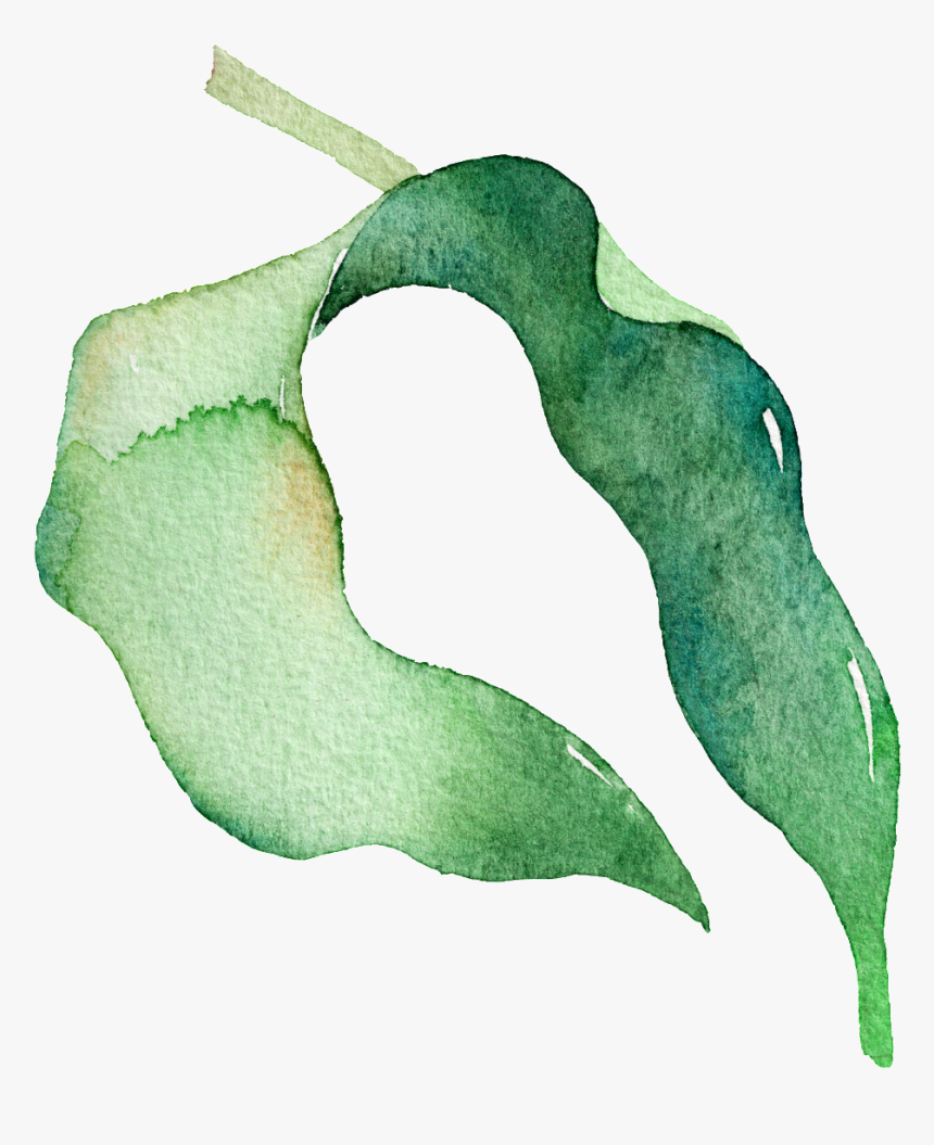 Green Watercolor Pea Leaf Cartoon Transparent Material - Illustration, HD Png Download, Free Download