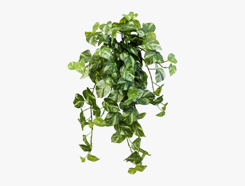 Devils Ivy Transparent Background, HD Png Download, Free Download