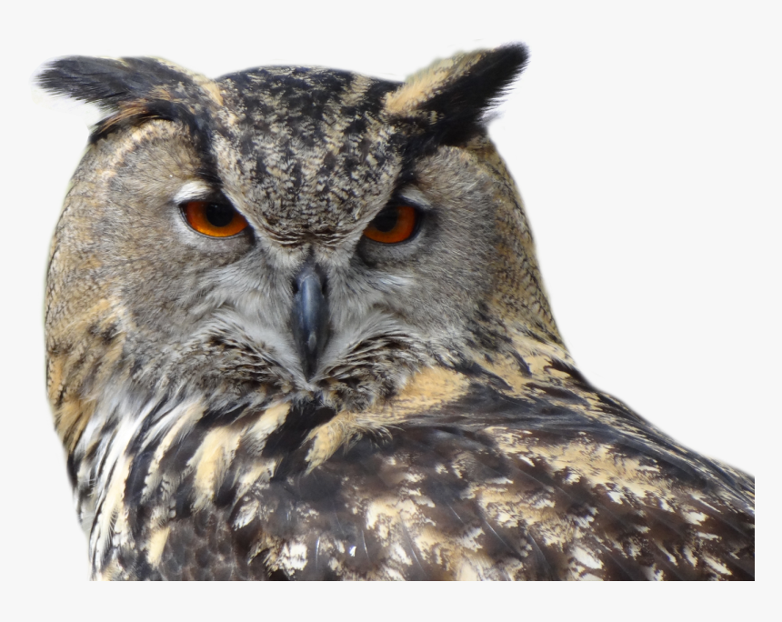 Grab And Download Owls High Quality Png - Great Horned Owl Transparent Background, Png Download, Free Download