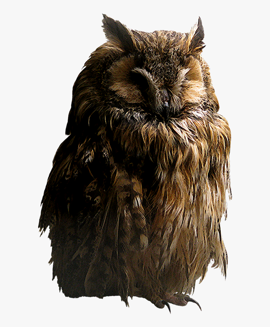 Owl Png - Owl Transparent Png, Png Download, Free Download