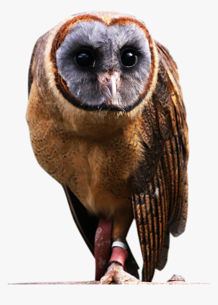 Owls Png, Transparent Png, Free Download