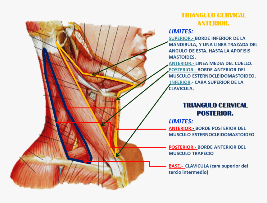 Muscles Of The Neck Lateral View, HD Png Download, Free Download