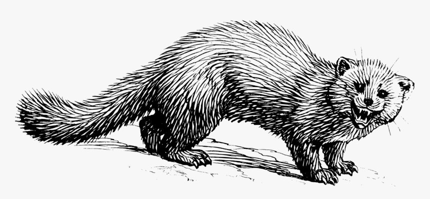 Art,monochrome Photography,carnivoran - Marten Clipart, HD Png Download, Free Download